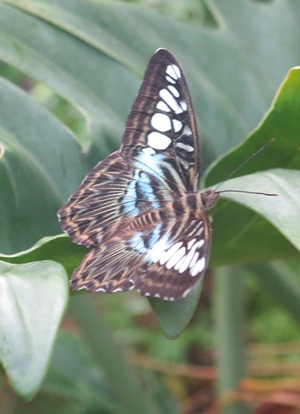 butterfly 300