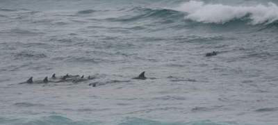 dolphins - Hanson Bay 400