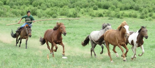 Mongolian horsemen 542