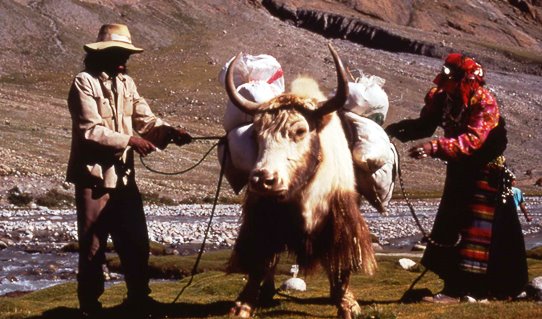 1998 - Mt Kailash circuit - loading a yak 542