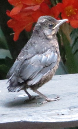 baby blackbird 271