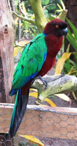 Fafa red shining parrot 271