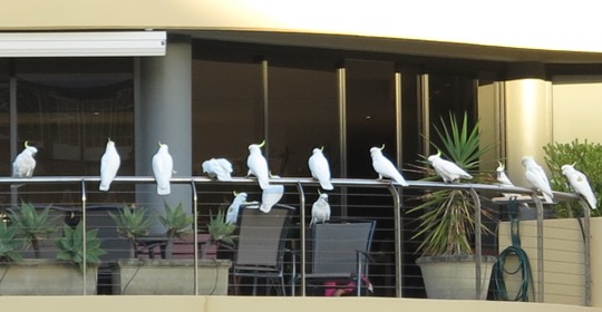 IMG_9957 - Sydney cockatoos