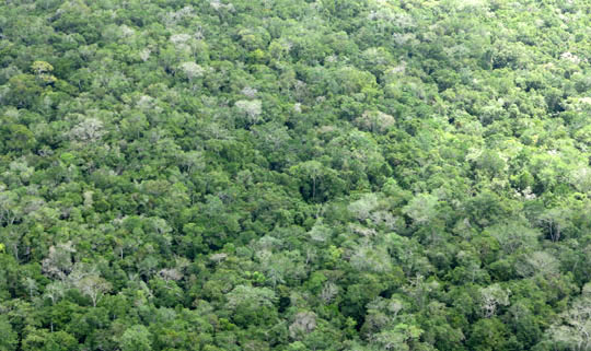 IMG_5716 - Maya Biosphere Reserve, Flores to El Mirador - 540