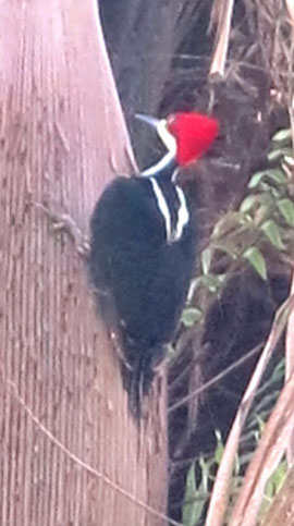 IMG_6707-crimson-headed-woodpecker-pecking-Soberania-NP-270.jpg