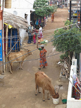 IMG_0276 - Hampi Bazaar - 270