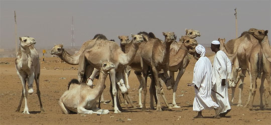 IMG_1460 - camel market, Khartoum -540
