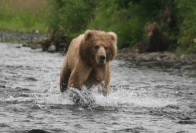 Bear chases salmon