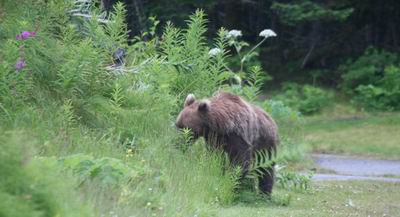 Bear heads back into vegetation