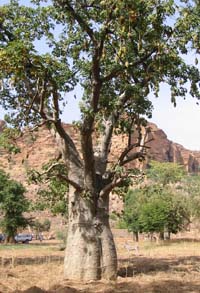baobab tree in Dogon country