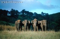 Elephants in Periyar