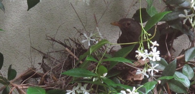 blackbird nesting