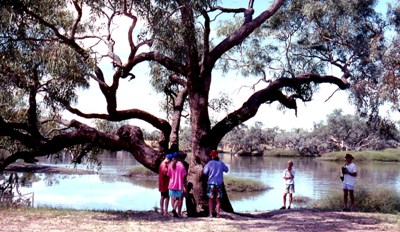 Dig Tree at Cooper Creek