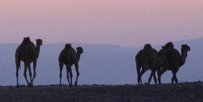 Camels Dead Sea