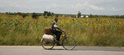 Local rider, sunflowers, Tanzania