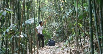 Boonsai in the bamboo