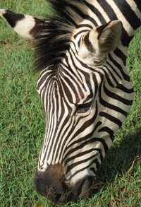 Tame Zebra