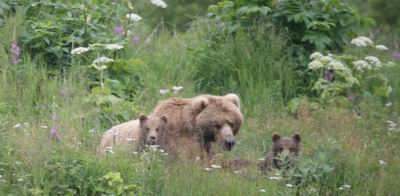 Bear and two cubs