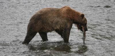 Bear catches salmon