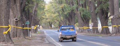 Avenue of Honour trees