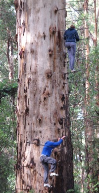 Climbing the Gloucester Tree