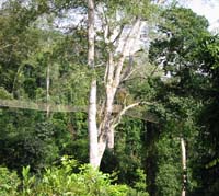 jungle canopy walkway