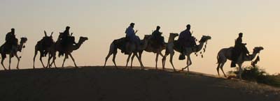 camels at sunset 