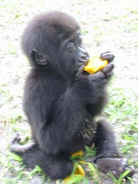 baby gorilla and a mango