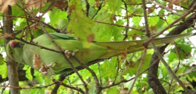 Hyde Park parrot