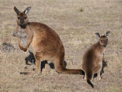 Kangaroo Island kangaroos