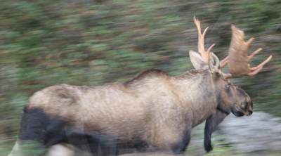 Moose from my car window