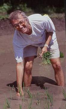 rice planting