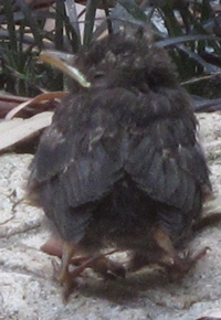 baby blackbird