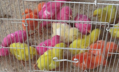 market chicks