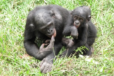 Two young bonobos